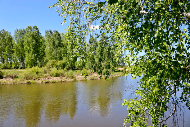 Summer landscape - A calm flat river among fields and birch groves under a blue sky. Cloudless summer weather.