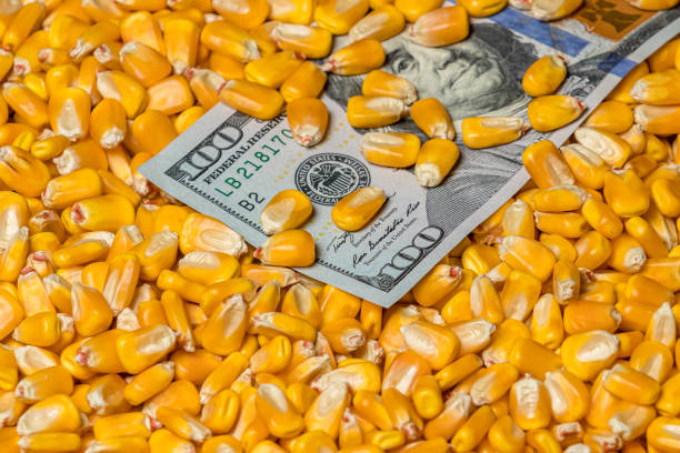 アメリカ合衆国100ドル紙幣をカバーするトウモロコシカーネルのクローズアップ。穀物商品市場価格、関税、貿易戦争の概念 - farmers market ストックフォトと画像