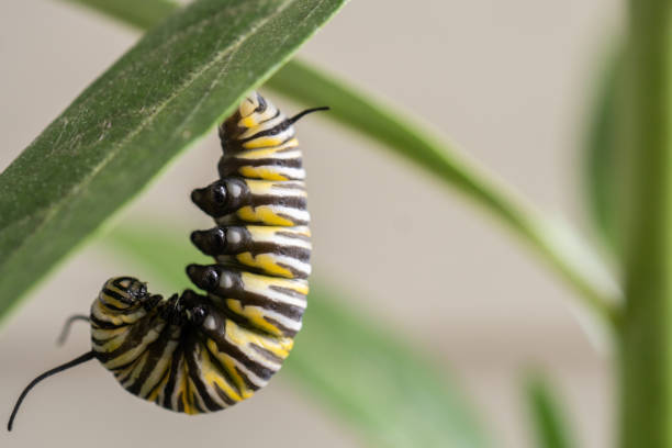 istock Close Up Monarch Caterpillar Hanging on Leaf 1198323267