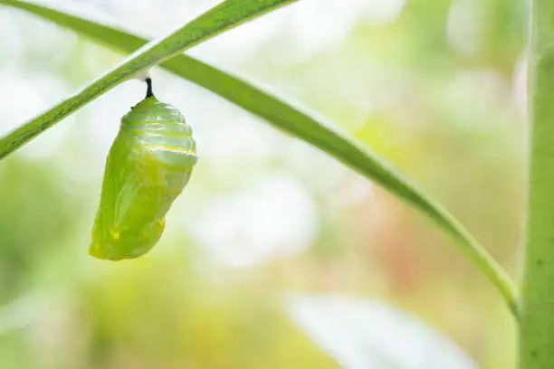 Monarch Butterfly Chrysalis Hanging on  Leaf Macro, Selective Focus with Copy Space