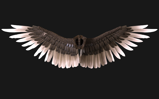 Plumaje del ala esfénix aislado en fondo oscuro photo