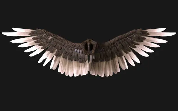 Photo of Sphinx Wing Plumage Isolated on Dark Background