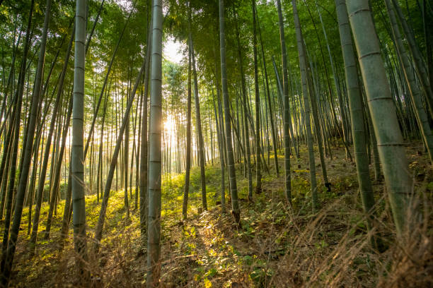 floresta de bambu de kyoto - bamboo shoot leaf bamboo green - fotografias e filmes do acervo