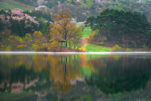 Korea, spring cherry blossom at seosan south Korea.