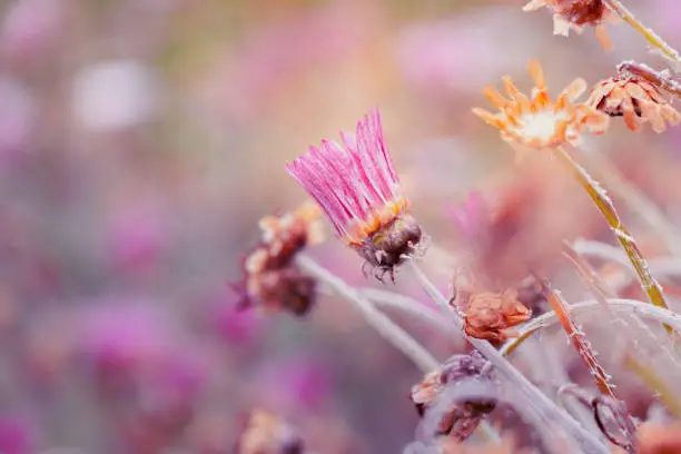 Everlasting Daisies or Strawflowers - RHODANTHE