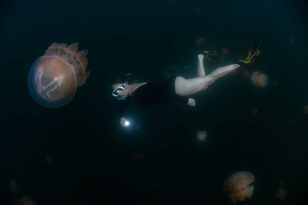 istock Jellyfish Lake - Palau - Micronesia 1198325889