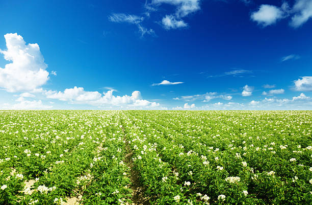 potatos campo - raw potato field agriculture flower imagens e fotografias de stock