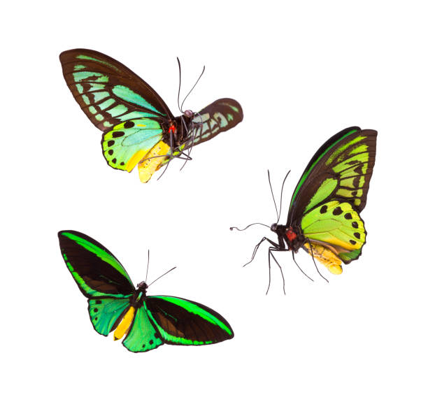 emerald birdwing butterfly green isolated on white - artificial wing fotos imagens e fotografias de stock
