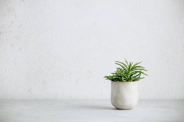 istock Close up of tiny succulent in trendy ceramic pot against white wall 1198326842