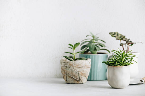 istock Collection of various cactus and succulent plants in different pots 1198326845