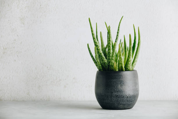 Aloe vera plant in design modern pot and white wall mock up stock photo