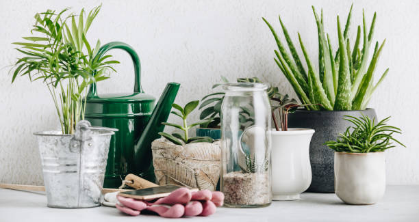 istock Collection of various cactus and succulent plants in different pots 1198326849