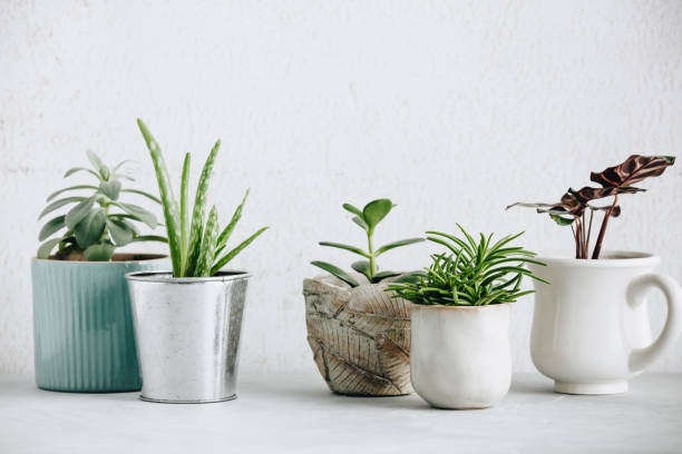 istock Collection of various cactus and succulent plants in different pots 1198326859