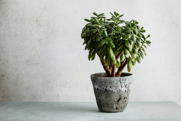 Houseplant Crassula ovata jade plant money tree opposite the white wall. Houseplant Crassula ovata jade plant money tree opposite the white wall. Urban Living and styling with indoor plants. crassula stock pictures, royalty-free photos & images