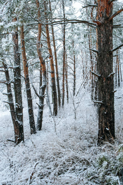 istock snowy trees and forest in winter 1198326871