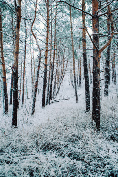 istock snowy trees and forest in winter 1198326895