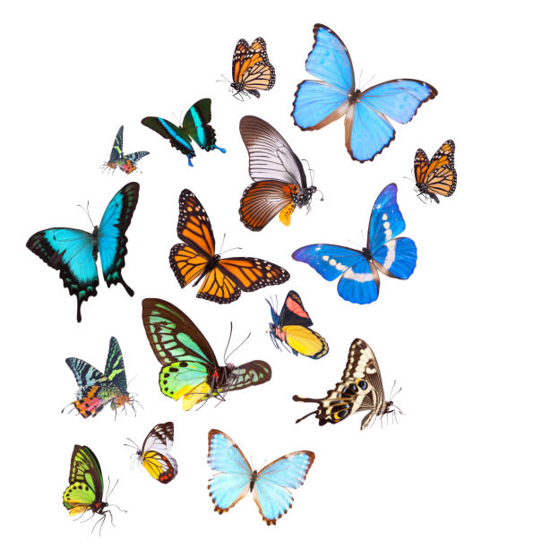 ensemble de papillon d'isolement sur le blanc - blue silk morpho butterfly photos et images de collection