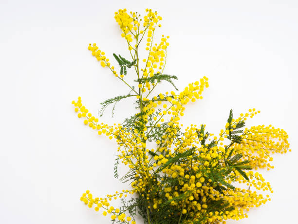 istock Yellow mimosa flowers on white background 1198327763