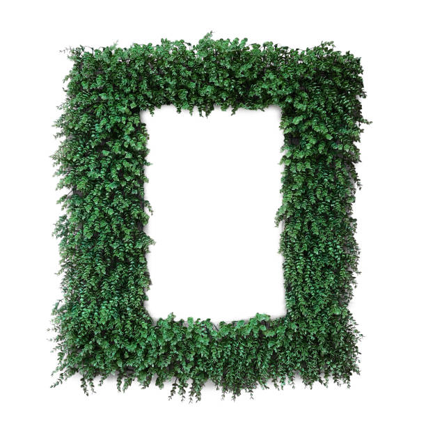 istock Decoration concept - green plant leaves shaped frame isolated on white background 1198327832