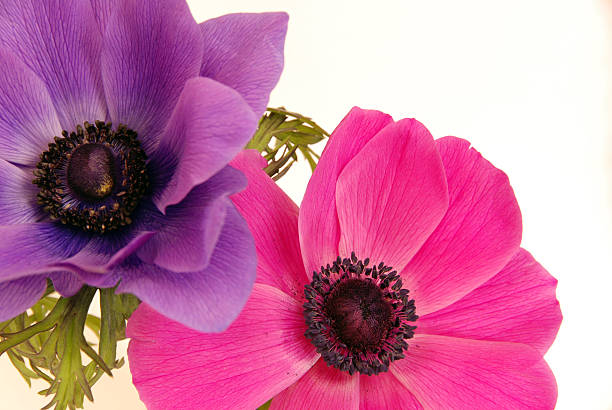istock Purple and Pink Anemones 119832800