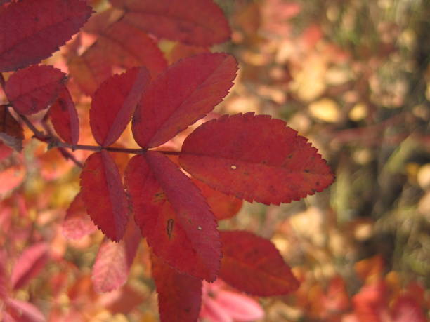 istock Red leaves of ashberry. 1198328147
