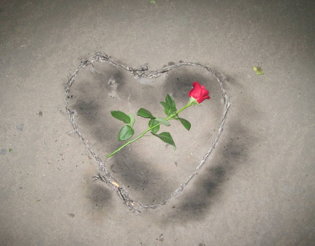 istock A rose in a burnt heart. 1198328152