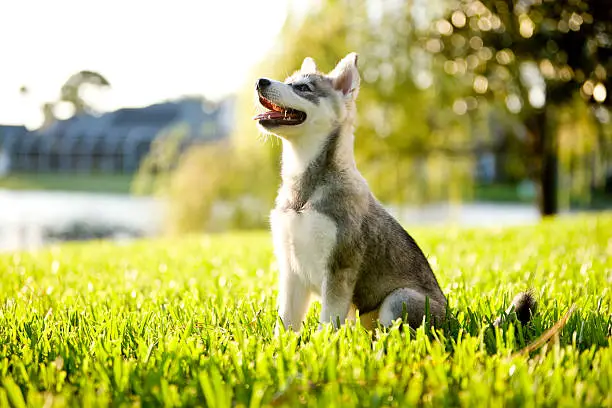 Photo of Alaskan Klee Kai puppy sitting on grass looking up