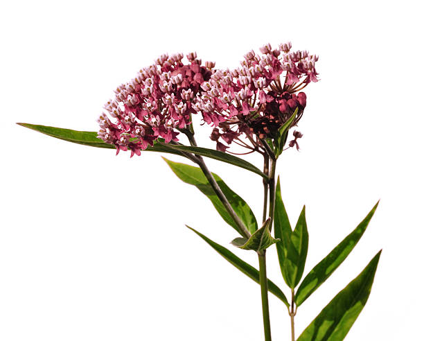Swamp Milkweed Wildflower in white background Swamp Milkweed Wildflower (Asclepias  incarnata) Isolated on White milkweed stock pictures, royalty-free photos & images