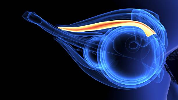 istock 3d render of eye anatomy 1198332914