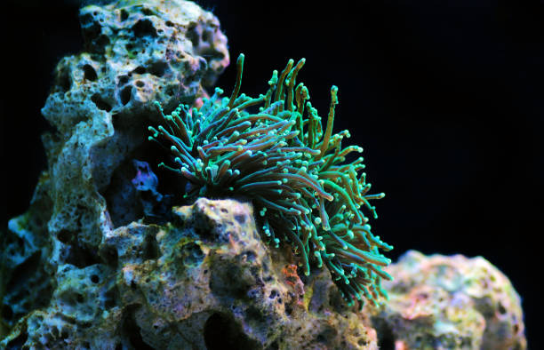 istock Green Euphyllia Torch Aussie LPS coral 1198332948