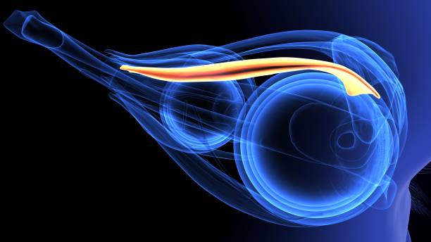 istock 3d render of eye anatomy 1198332961