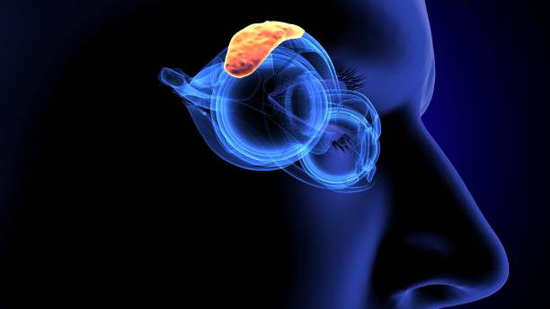 istock 3d render of eye anatomy 1198333029