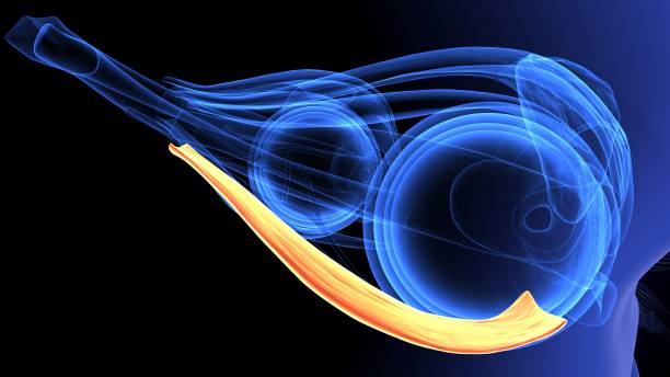 istock 3d illustration of human body eye intersection anatomy 1198334123