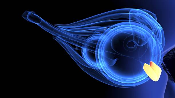 istock 3d illustration of human body eye intersection anatomy 1198334143