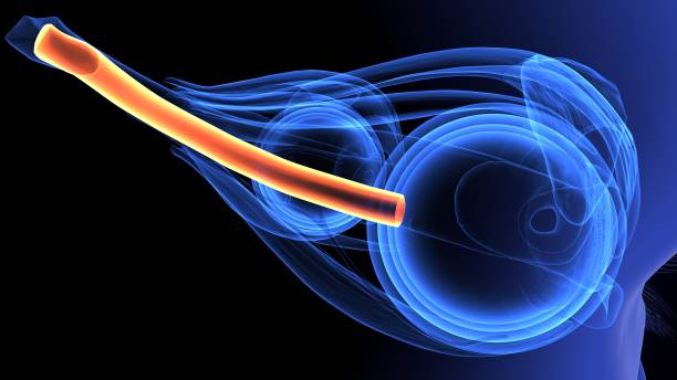 istock 3d illustration of human body eye intersection anatomy 1198334149