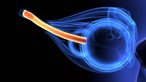 istock 3d illustration of human body eye intersection anatomy 1198334162