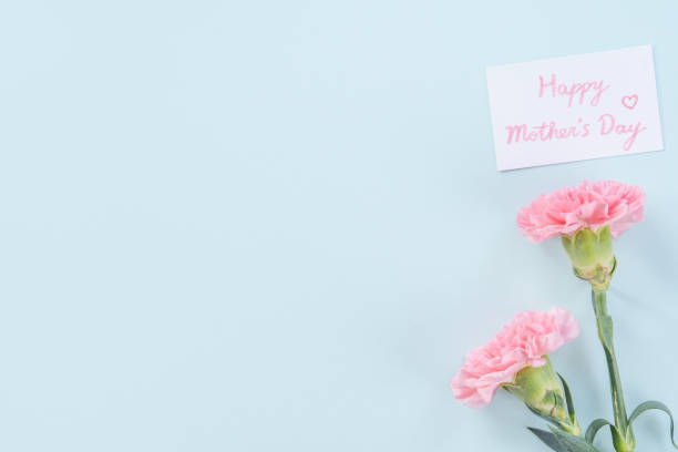 Beautiful, elegant pink carnation flower over bright light blue table background, concept of Mother's Day flower gift. Beautiful, elegant pink carnation flower over bright light blue table background, concept of Mother's Day flower gift, top view, flat lay, overhead carnation flower photos stock pictures, royalty-free photos & images