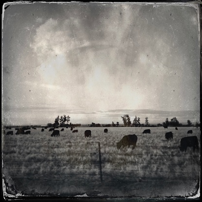 Wyoming farmland, grazing cows, vintage look