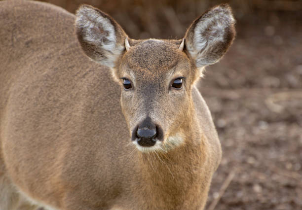 istock Young White-Tailed Buck with Emerging Antlers #6 1198336084