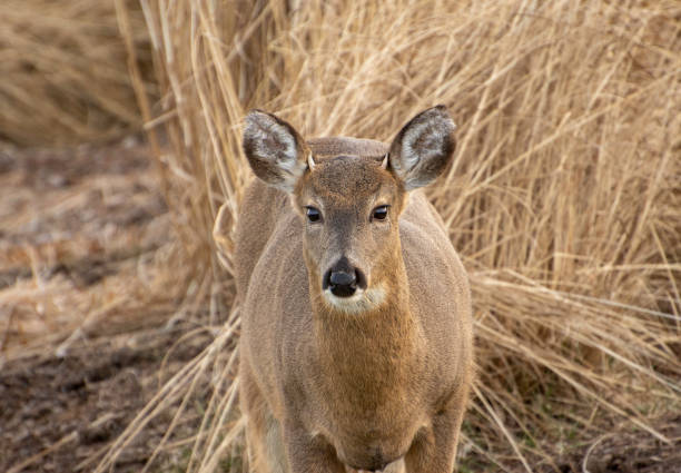 istock Young White-Tailed Buck with Emerging Antlers #2 1198336271