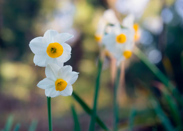 istock White Narcissus flowers on a blurred green background 1198337001