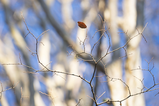 thin branches without leaves on a blurred gray-blue background