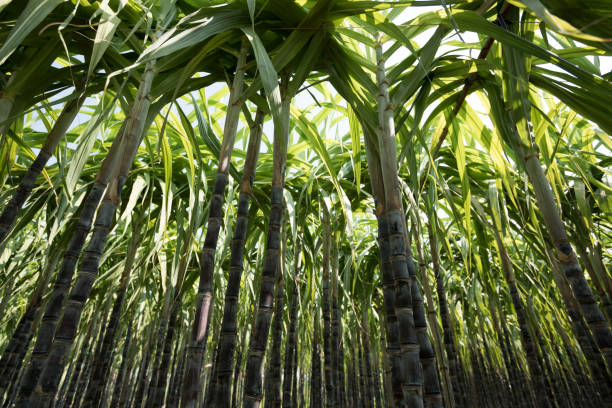 Closeup of sugarcane plants growing at field stock photo