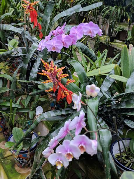 istock Green, red and purple flowers 1198339070