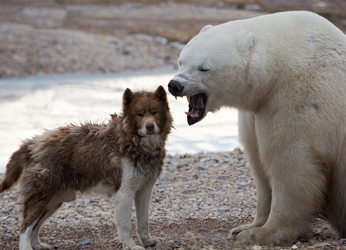Unlikely pair.  Canadian Eskimo Dog and yawning Polar Bear.  *** No animals were harmed during this encounter.***