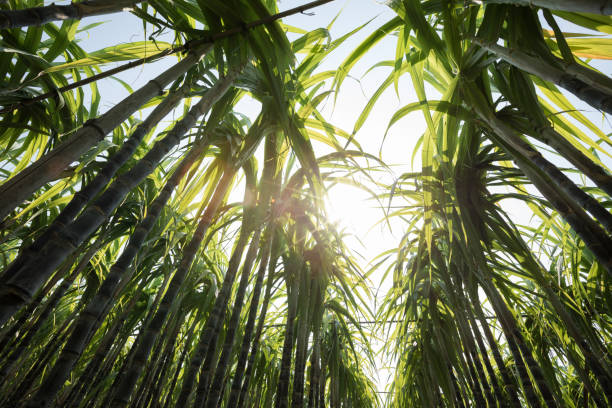 istock Sugarcane plants growing at field 1198340142