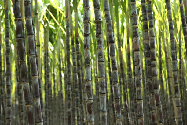 istock Sugarcane plants growing at field 1198340188