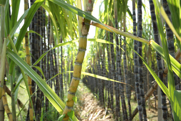 istock Sugarcane plants growing at field 1198340268