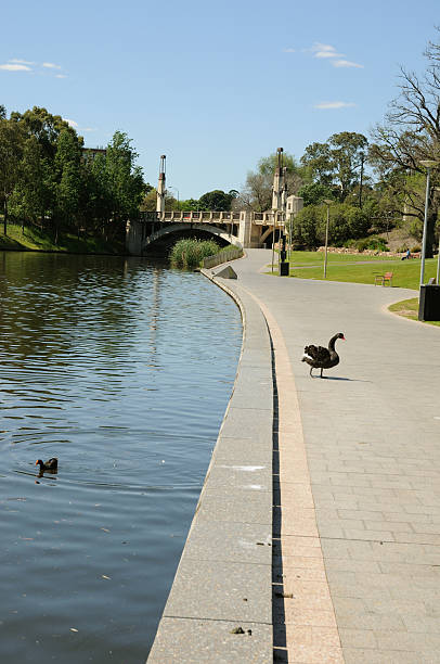 istock The River Torrens, Adelaide, South Australia. 119834289