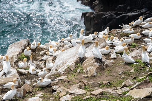 Gannets on rocks in Saltee Islands. Ireland.